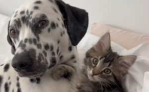 La donna fa sì che il gattino entri nelle grazie del suo Dalmata: si crea un legame più che speciale (VIDEO)