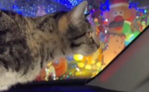 La donna porta i suoi gatti in giro per vedere le luci di Natale: sono estasiati (VIDEO)