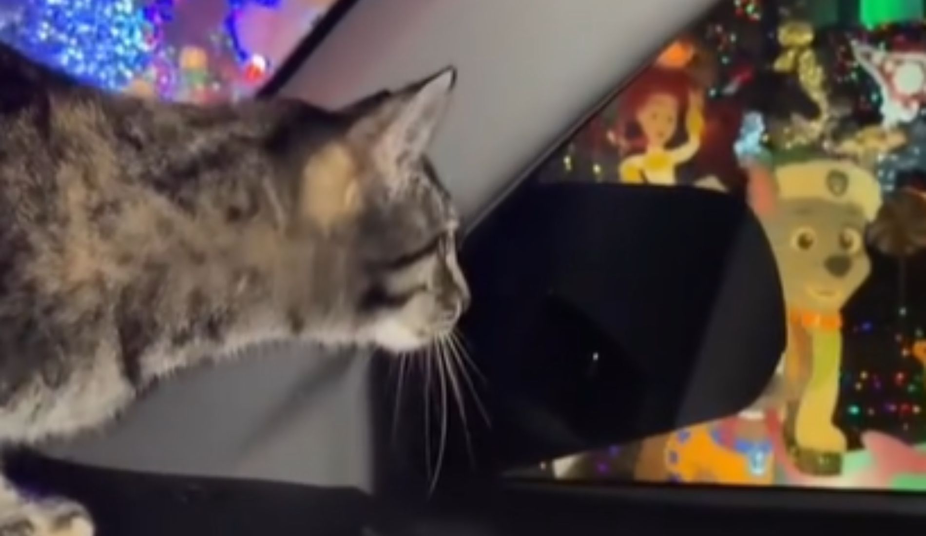 gatto in auto