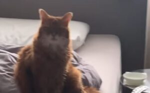 La sua mamma umana ha passato la notte fuori casa: quando torna il gatto la tratta così (VIDEO)