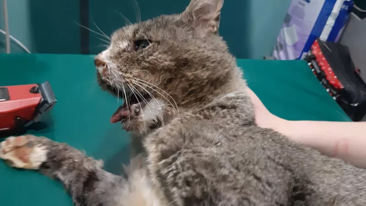 Petardo esploso nella bocca del gatto