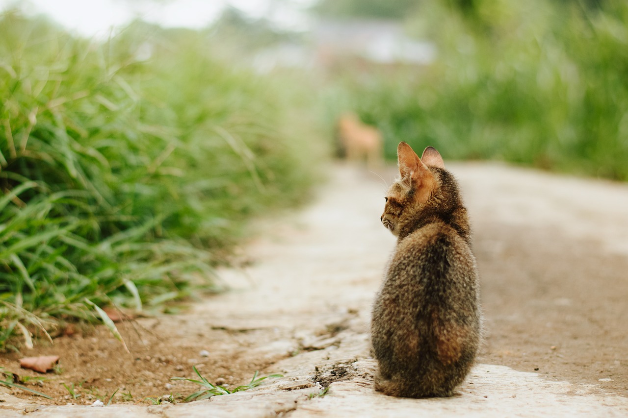 Rapimento di gatti