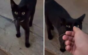 Il povero gatto scappa da casa durante l’incendio, ma quando torna la trova vuota (VIDEO)