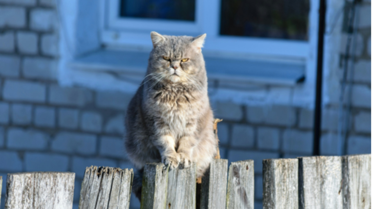 Gatto sulla staccionata