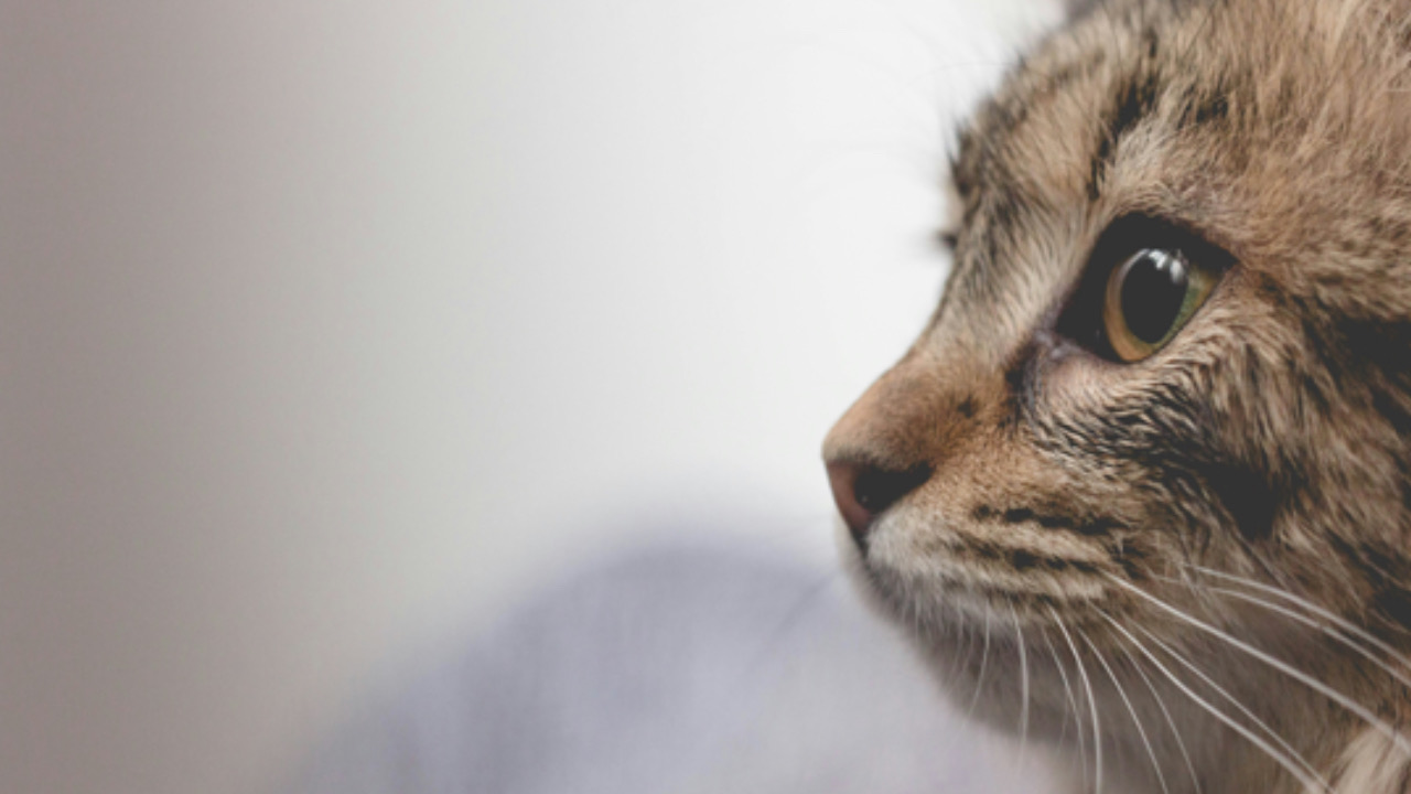 Gatto guarda fisso