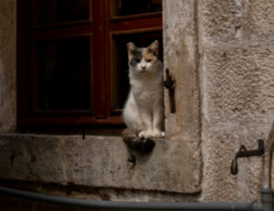 Come chiedere scusa al tuo gatto (facendoglielo davvero capire)