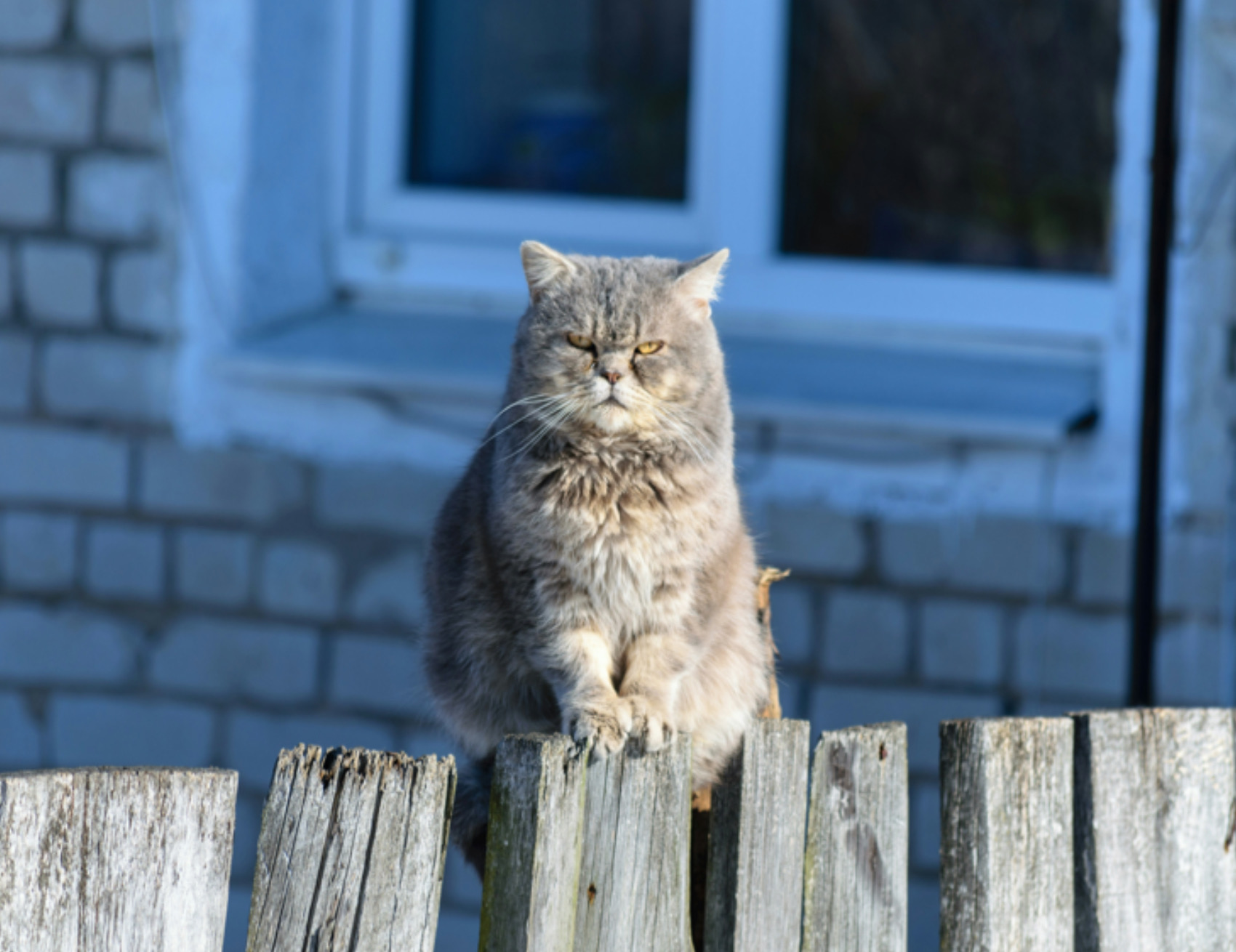 Gatto in posa