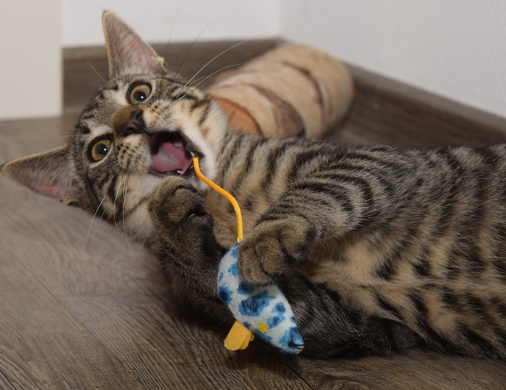 Gatto con il peluche