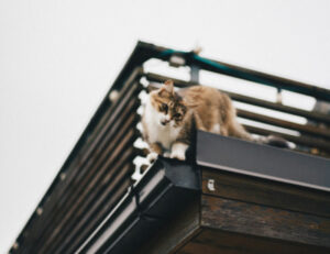 Cosa significa sognare un gatto che si butta dal balcone?