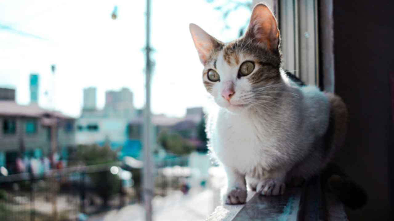 Gatto guarda a lato