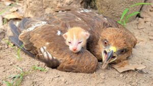 È stato a dir poco incredibile, eppure questo falco ha davvero adottato un minuscolo gattino – Video