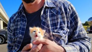 Erano per strada quando lo hanno visto: il povero gattino arancione era sull’autostrada, poteva succedere di tutto – Video