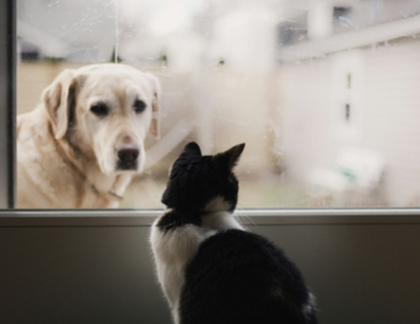 Cane e gatto alla finestra