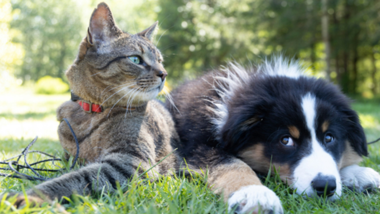 Gatto e cane a terra