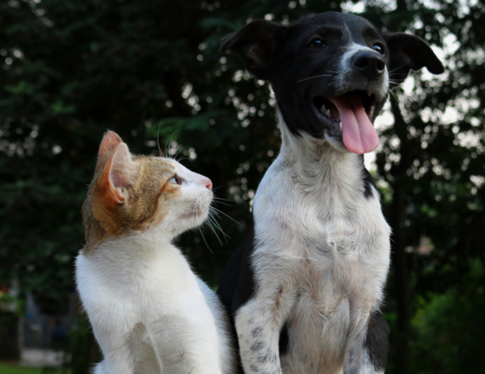 Gatto e cane in posa