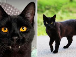 Un’intera comunità si riunisce per salvare la vita al “gatto vampiro” che cercava casa da moltissimo tempo