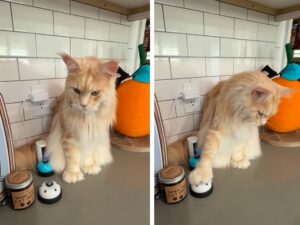 Questo Maine Coon ha un modo molto insistente (ed efficace) per chiedere gli snack