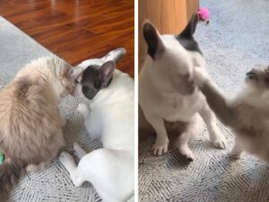 Il gatto e il Bulldog Francese dimostrano davvero cos’è un rapporto di odio-amore