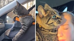 Imperturbabile: questo gatto ha superato in pazienza i suoi umani nonostante il viaggio lungo 10 ore