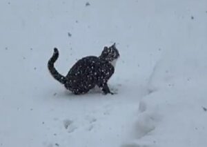 Il gatto decide di correre fuori durante una tempesta di neve, ma cambia velocemente idea