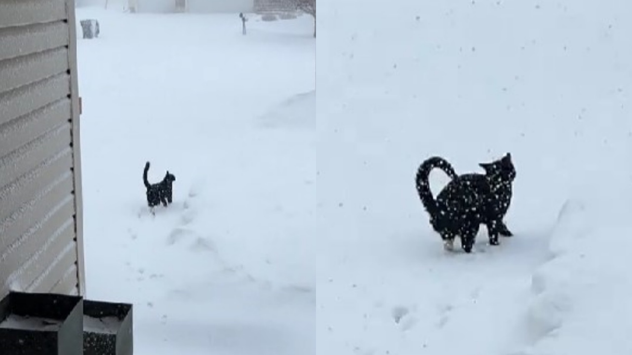 gatto esce per giocare con la neve