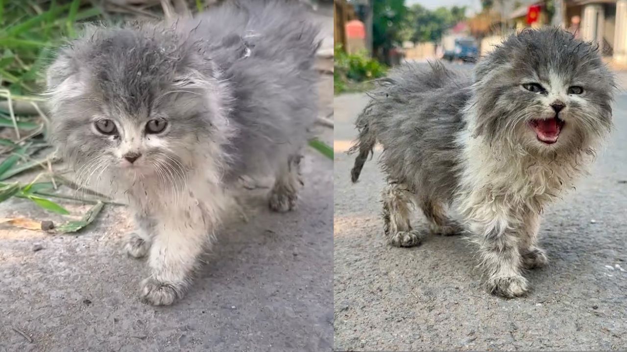 Piccolo gattino randagio vagava per strada