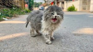 Il povero gattino randagio vagava per le strade, disperato: sembrava che nessuno si accorgesse di lui – Video