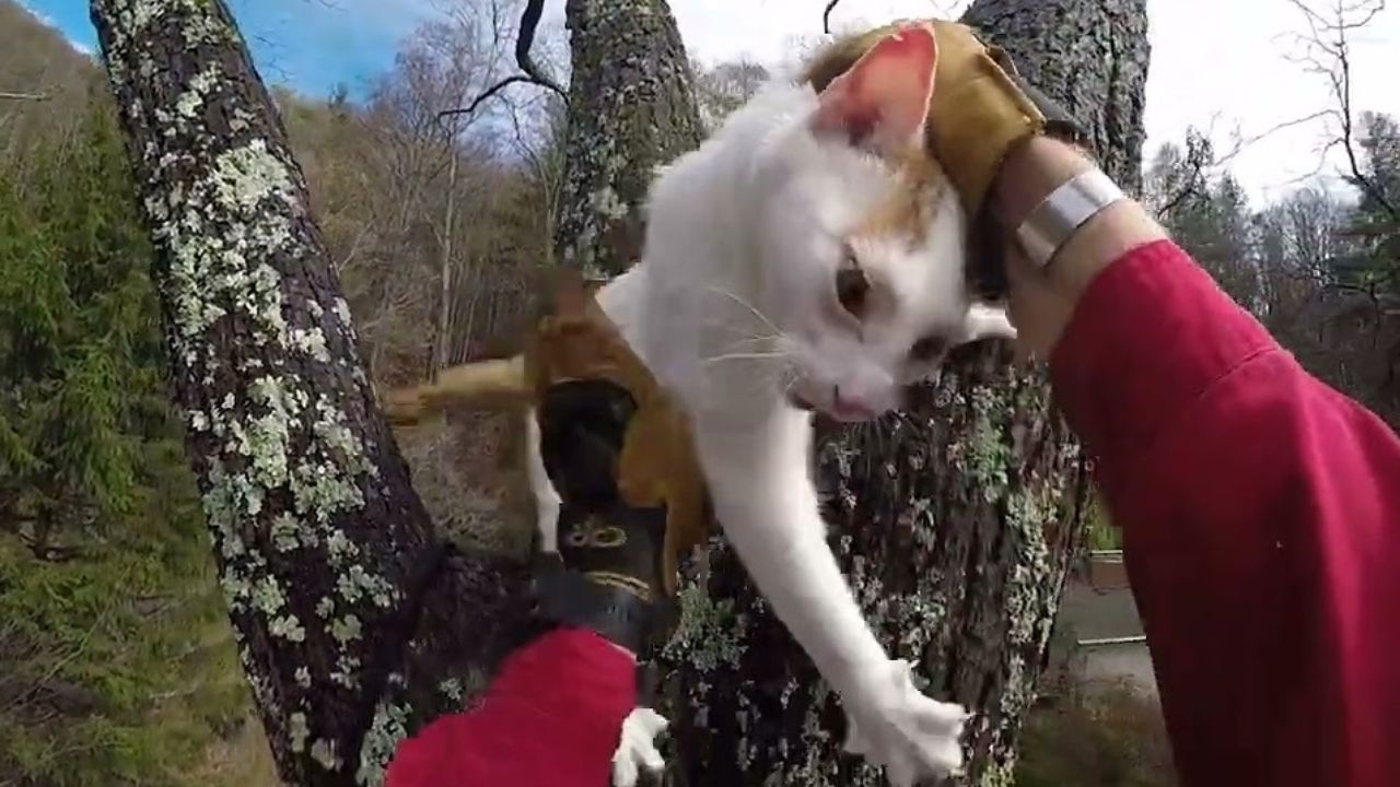 Gatto viene recuperato dalla cima dell'albero