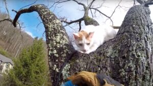 Il povero gattino si è arrampicato sull’albero: tutto bagnato, non riusciva più a scendere e urlava – Video