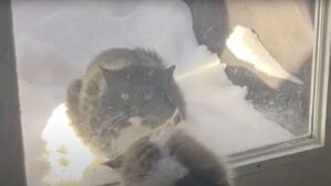 Il povero gatto malato si è presentato alla porta di una famiglia in un giorno di neve: chiedeva aiuto – Video