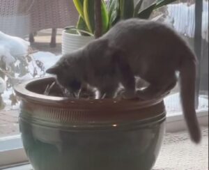 La donna fa un tentativo per tenere il gatto lontano dal suo vaso di fiori, ma viene subito superata in astuzia