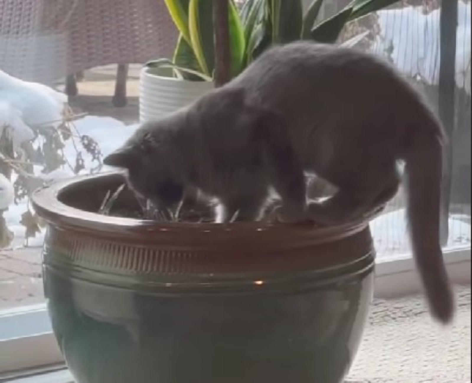 gatto sul vaso di fiori