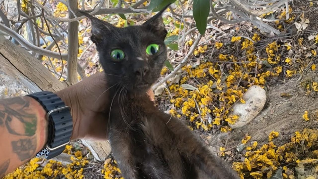 Gatto nero dallo sguardo spaventato