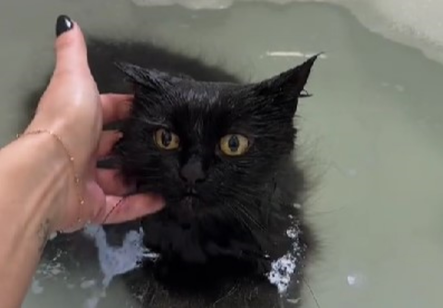 gatto rotto che ama l'acqua