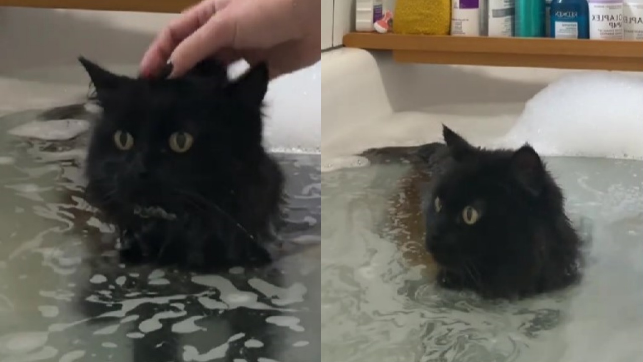 gatto ama fare il bagno: è rotto