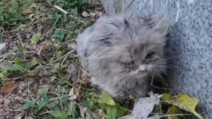 L’uomo ha visto per caso il povero gatto randagio in condizioni pietose nel mezzo del verde – VIDEO