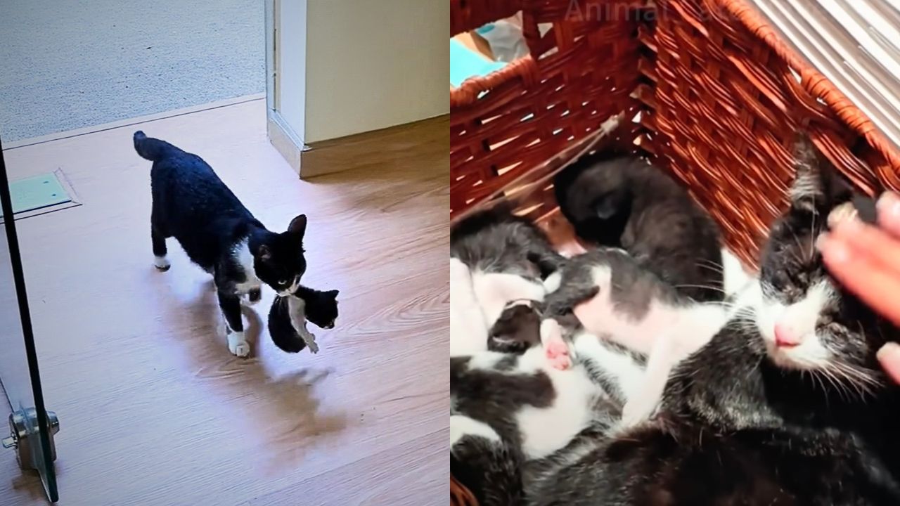 Mamma gatta si preoccupa per la salute del suo cucciolo