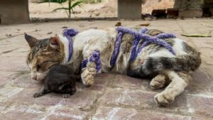 Mamma gatta e i suoi gattini erano in grave difficoltà: aiutarli è stato estremamente difficile – Video