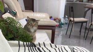 Non aveva mai visto un giocattolo prima: il gatto randagio non sa esattamente cosa aspettarsi – Video