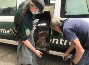 Pensavano che fosse una piccola lince, invece questo felino era un meraviglioso gatto domestico