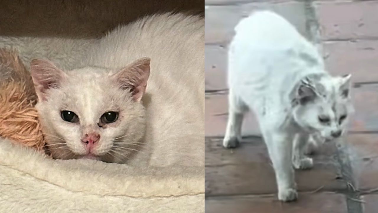 Bianco gatto anziano randagio