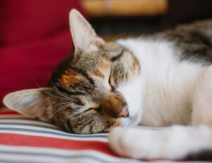 Puoi scoprire com’è la relazione con il tuo gatto: basta guardare dove dorme