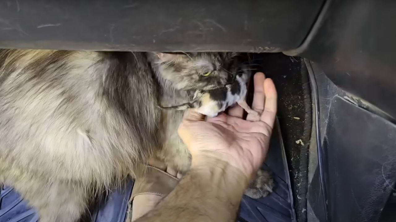 Mamma gatta e cucciolo in auto