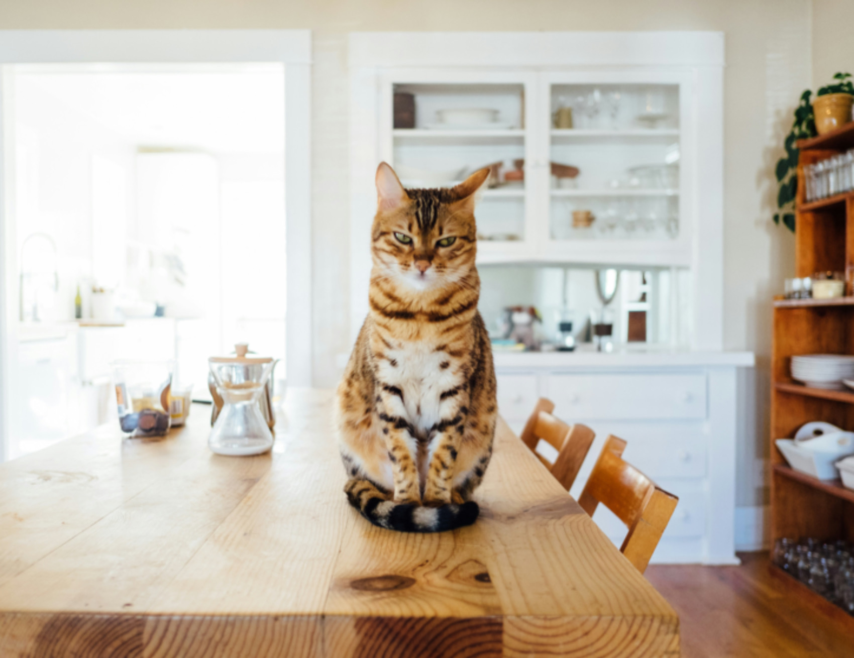 Gatto sul tavolo