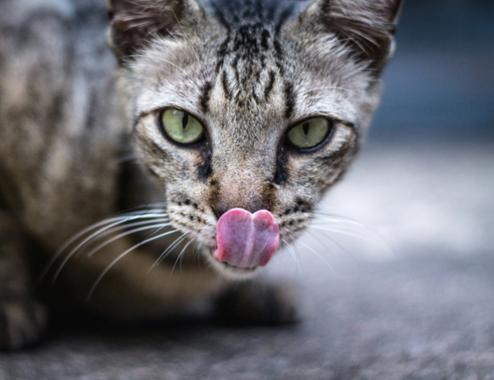 Gatto si lecca