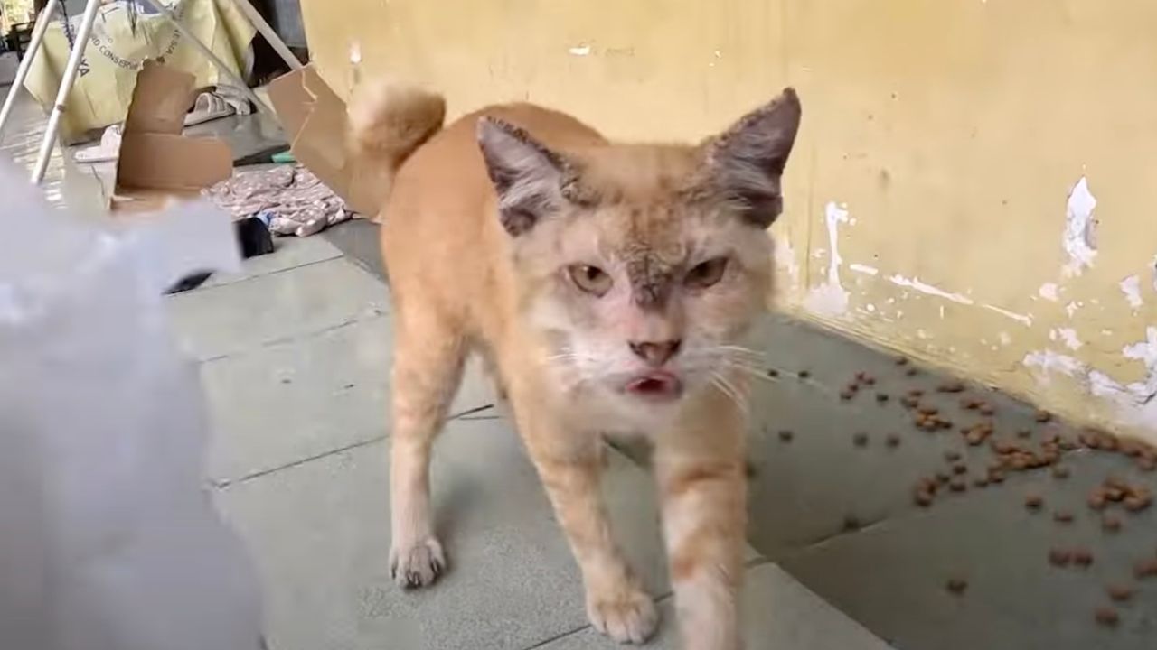 Gatto randagio con malattia fungina