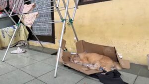 Se l’è vista brutta: il povero gatto randagio ha rischiato di volare sul ponte per via di una grave malattia fungina – Video