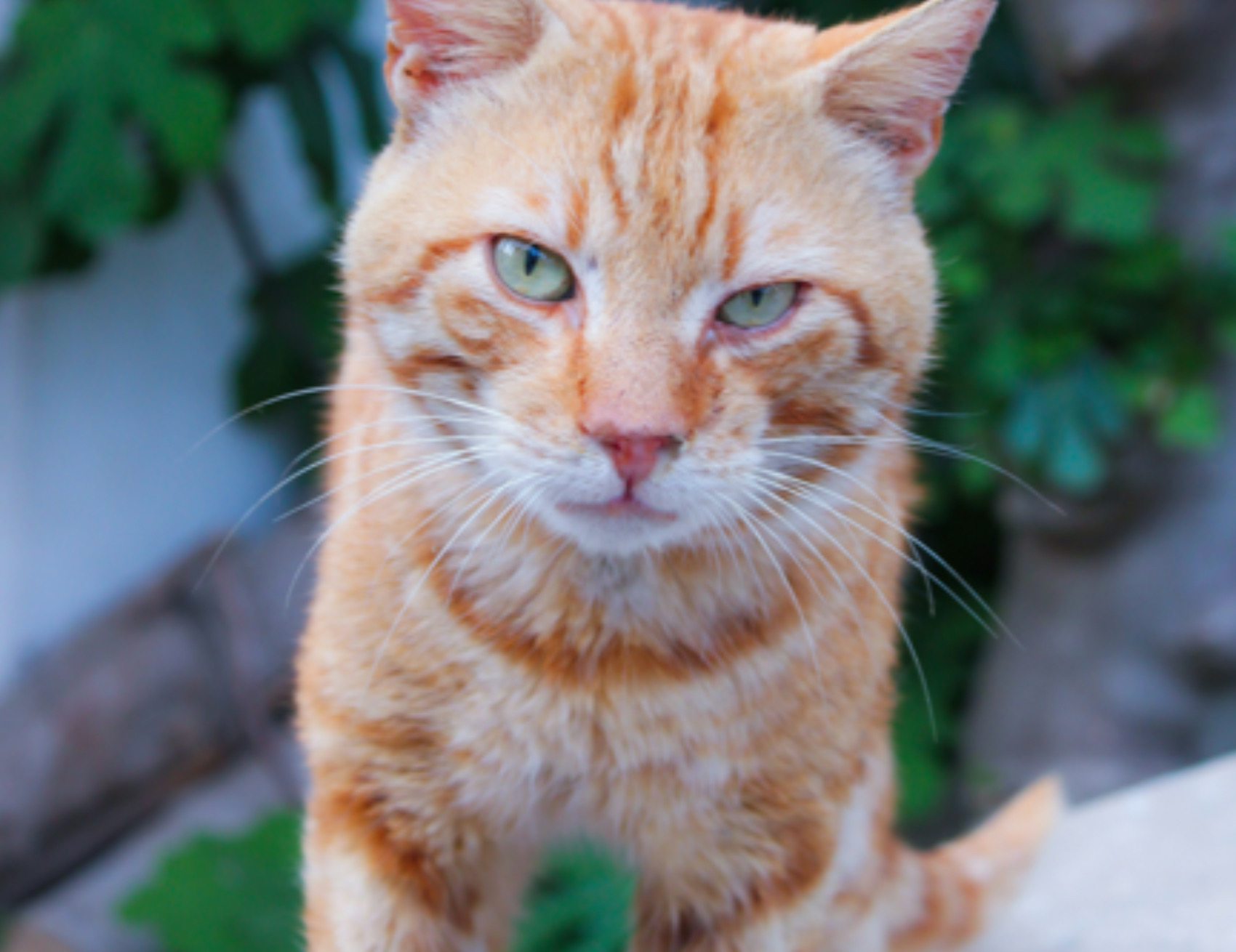 Gatto guarda avanti