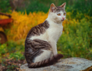 Sì, guardando sia le orecchie che la coda del tuo gatto potrai saperne di più su qual è il suo umore