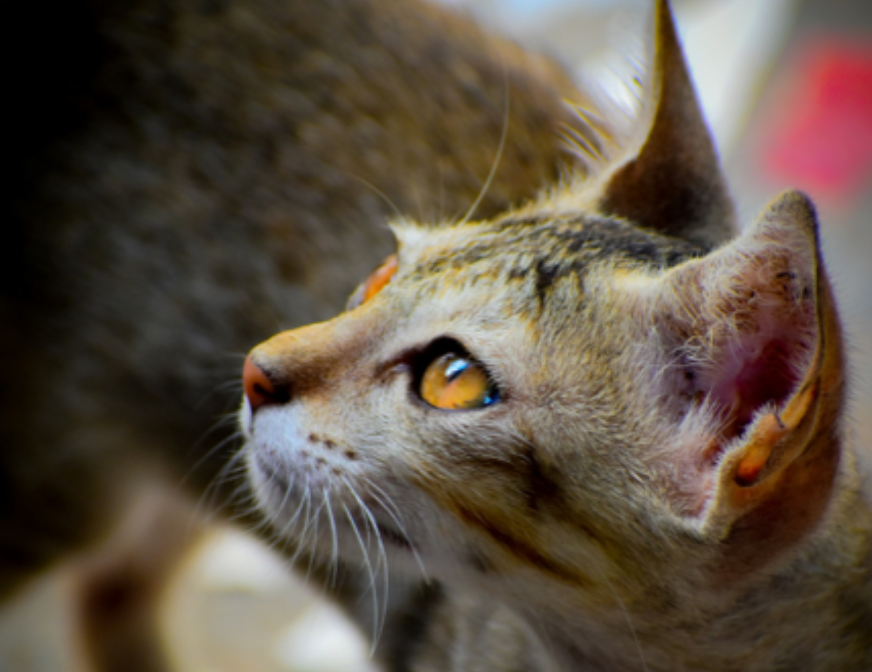 Gatto guarda a lato